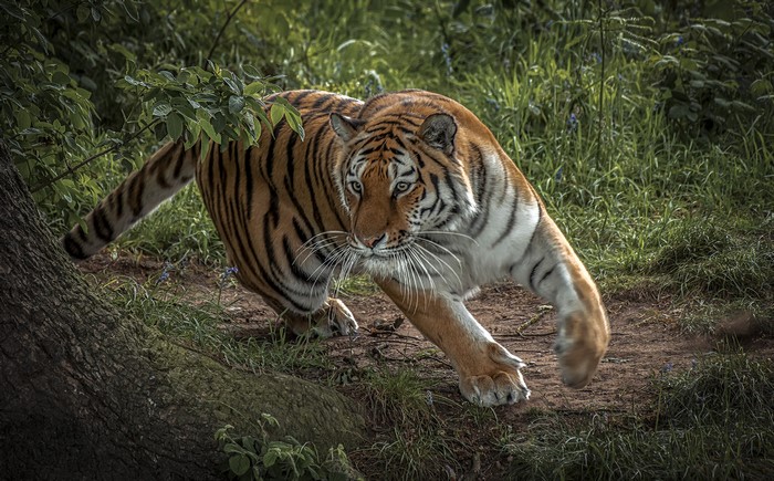 Tiger stalking through a forest