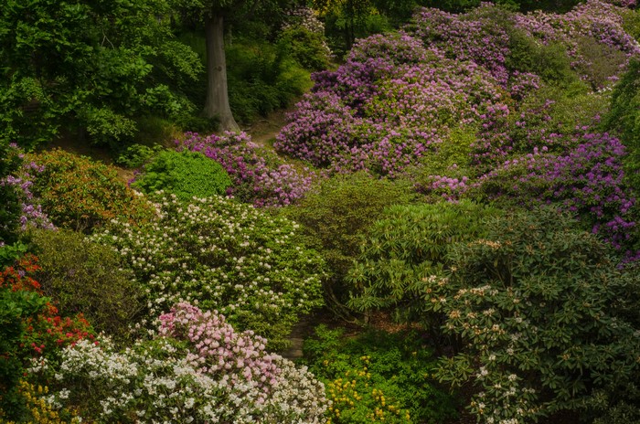 Rhododendrons in bloom at Larod Skane Park, Sweden