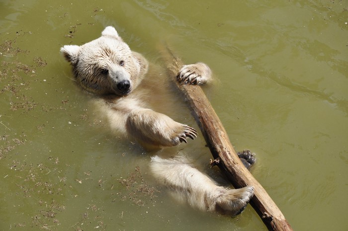 Brown Bear Swimming with a Log
