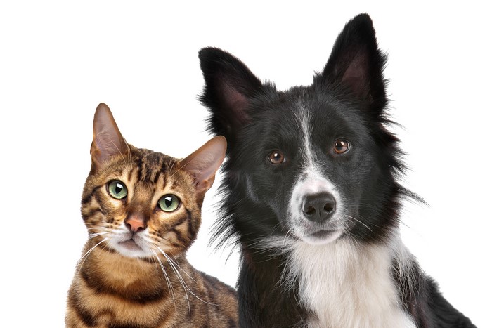 Bengal cat and Border Collie dog on white background