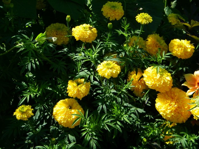 Yellow Tagetes flowers in sunlight