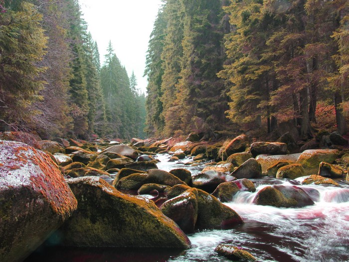 Autumn forest stream with mossy stones