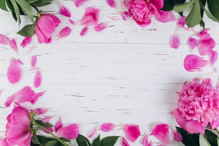 Pink Peonies and Petals on White Wooden Background