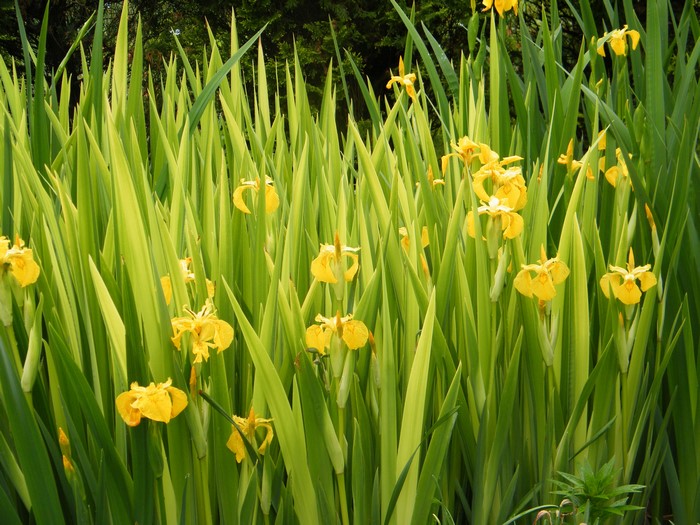 Yellow Irises in Green Reeds