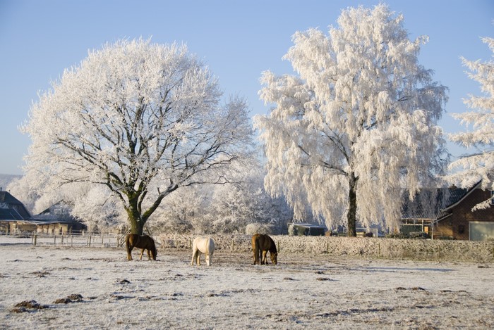 Horses in a frosty field with snow-covered trees