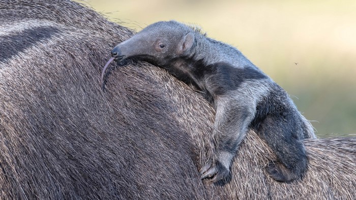 Baby Anteater on Mother's Back