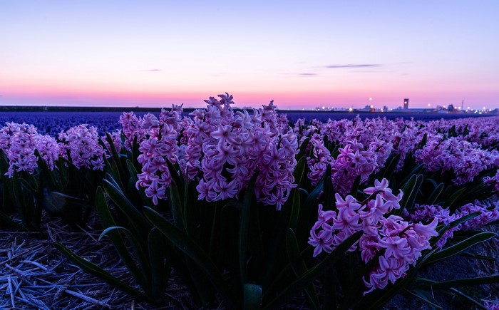 Field of Pink Hyacinths at Dusk