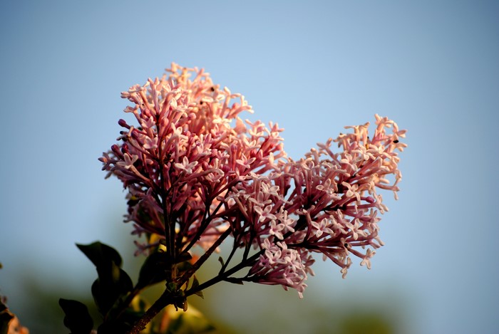 4K Closeup of Pink Meyer's Lilac Flowers