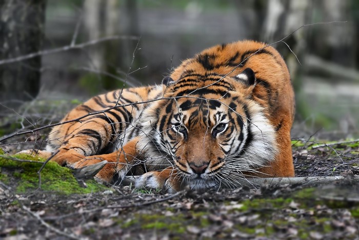 Tiger lying down in a forest