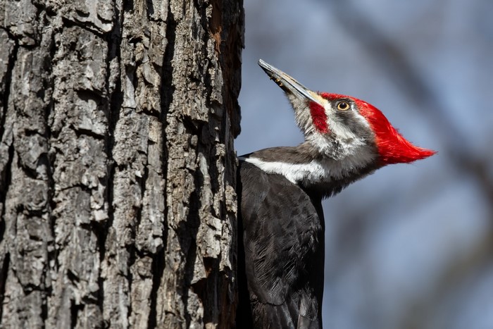 Pileated Woodpecker on a Tree Trunk