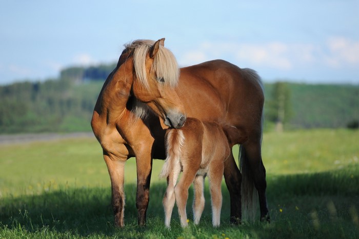 Mother horse and foal in a grassy field