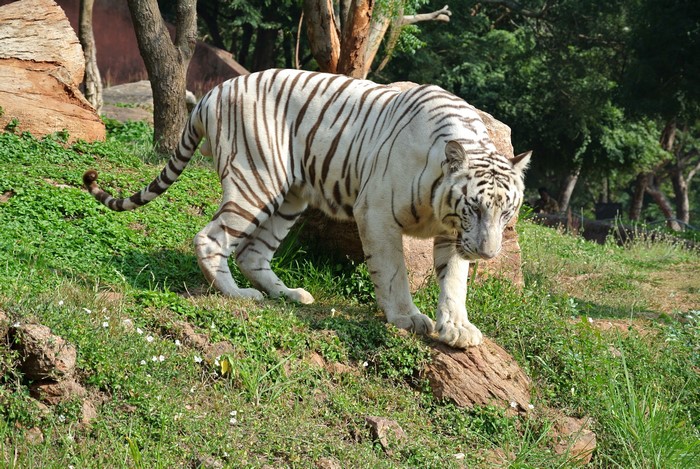 White Bengal Tiger walking on grass