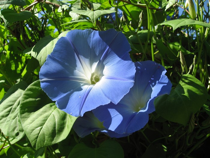 Close-up of blue morning glory flowers and green leaves