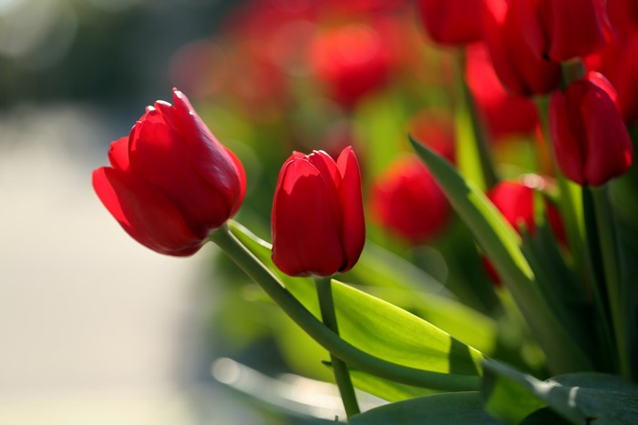 Red Tulips in Sunlight