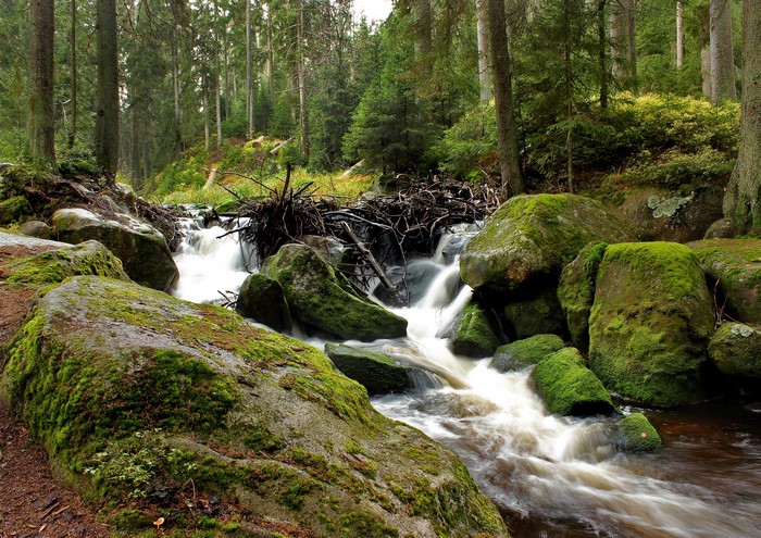 Mossy rocks and beaver dam in a forest stream
