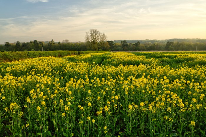 Field of yellow rapeseed flowers under a cloudy sky