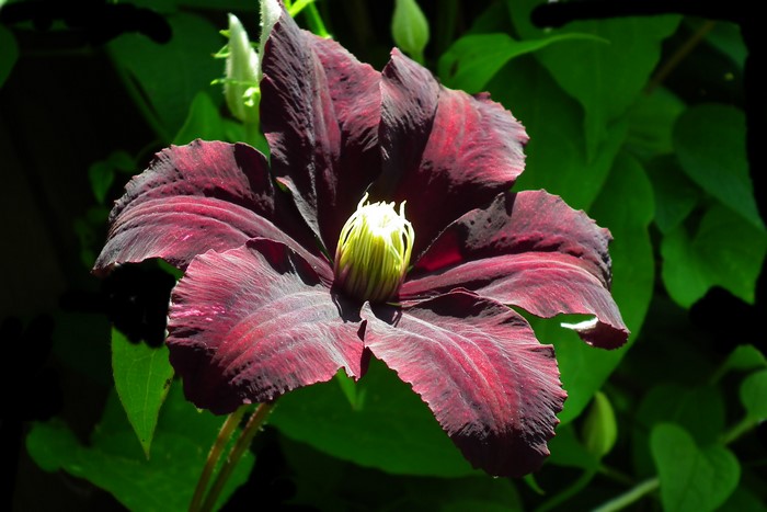 Close-up of a dark red Clematis flower