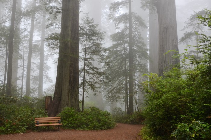 Redwood Forest with Bench in Fog, California