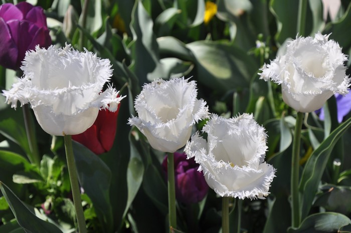 White Fringed Tulips in a Garden
