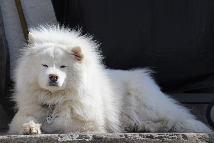 Samoyed dog lying down