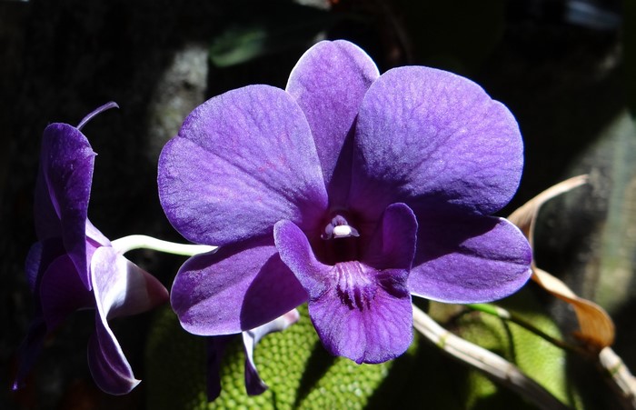 Close-up of a vibrant purple Dendrobium orchid
