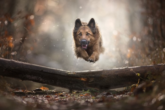 German Shepherd jumping over a log in a forest