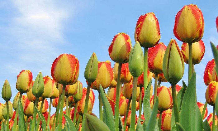 Field of red and yellow tulips under a blue sky