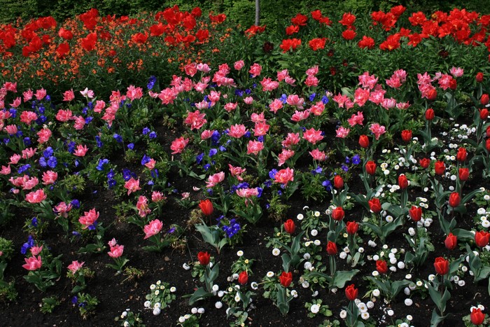 Flower bed with red, pink, and blue tulips and daisies