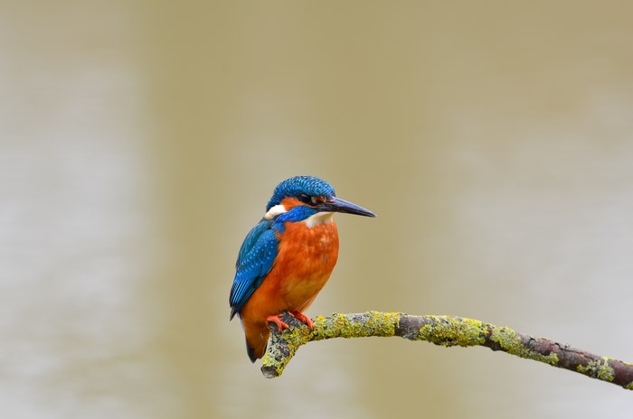 4K Common Kingfisher on a Branch