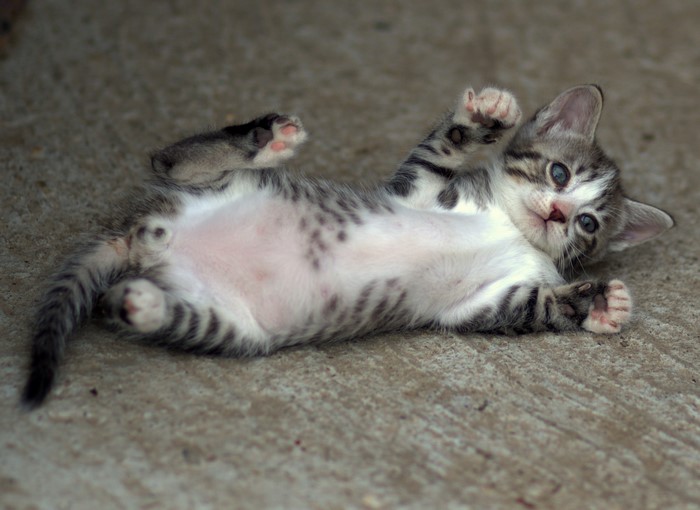 Kitten lying on its back on concrete