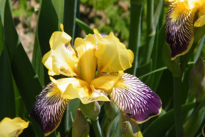 Yellow and purple iris flowers in bloom