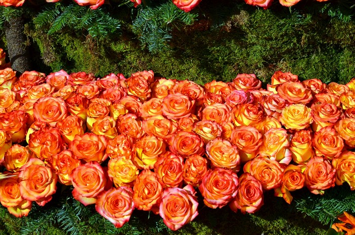 Many Orange and Yellow Roses