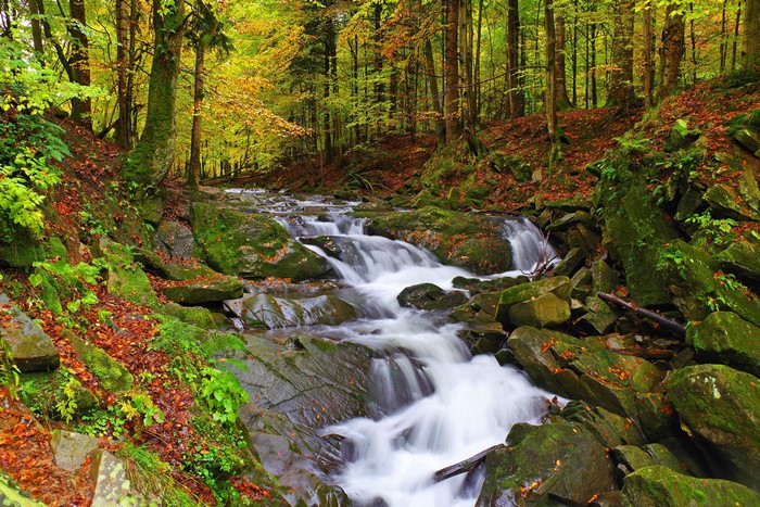Autumn Forest Stream with Mossy Stones
