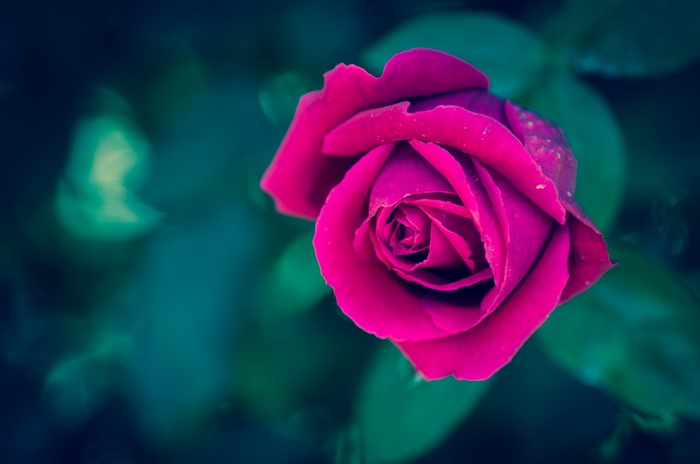 4K Closeup of a Violet Rose