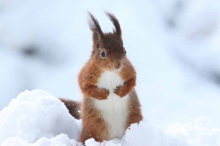 Red squirrel in the snow