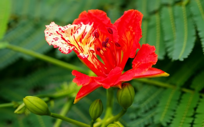 4K Closeup of a Red Delonix regia Flower