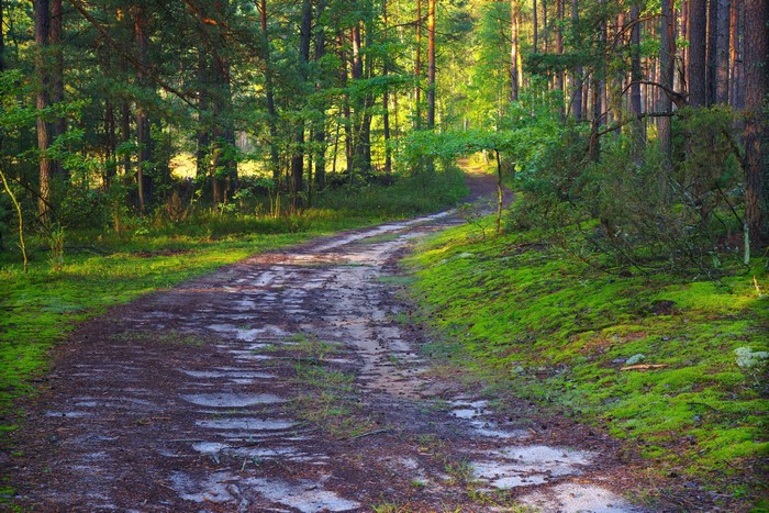 Dirt road through a summer forest with mossy ground
