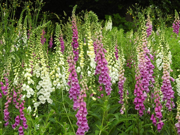 Foxgloves in bloom