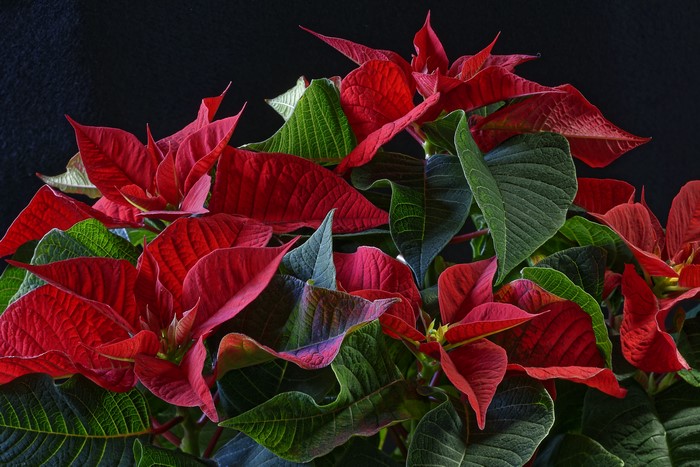 4K Poinsettia Closeup Red Foliage