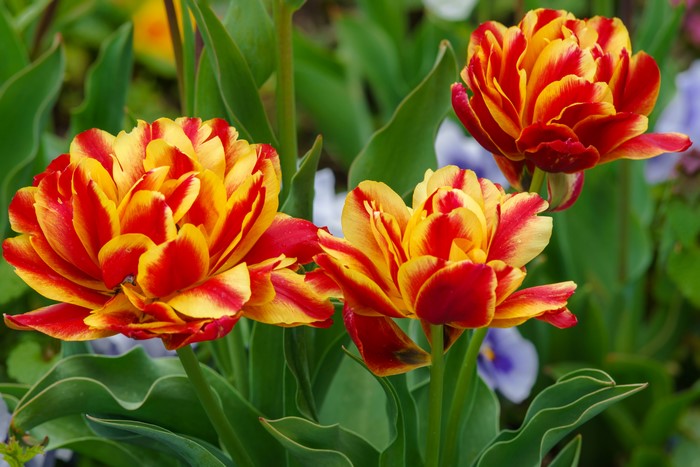Three red and yellow tulips
