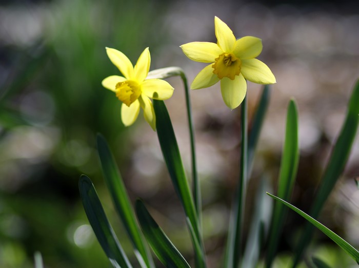 Two Yellow Daffodils