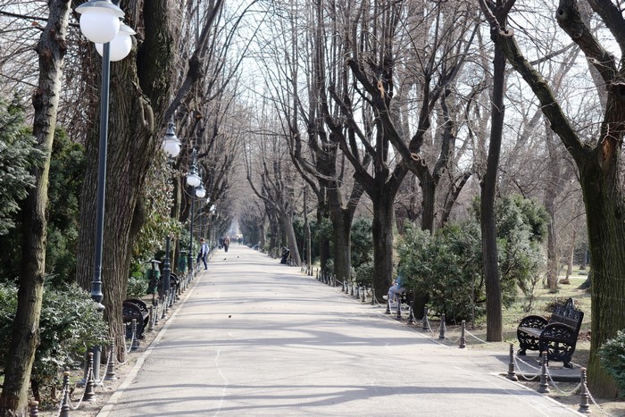 Park Avenue with Trees and Street Lights in Bucharest, Romania