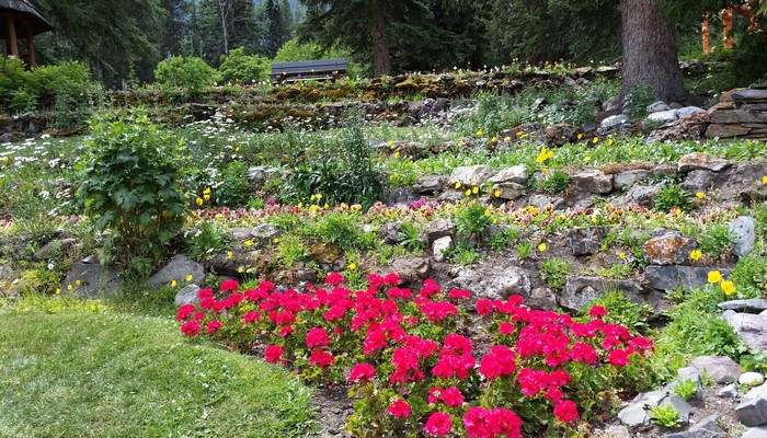 Cascade Gardens Banff National Park with Flowers and Stones
