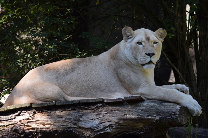 White Lioness resting on a log