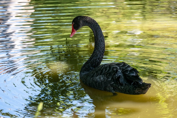 Black swan swimming in water
