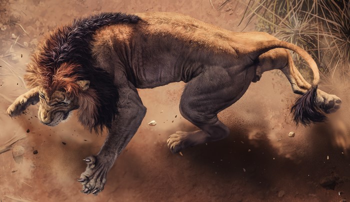 Lion in motion, roaring, dust and dirt