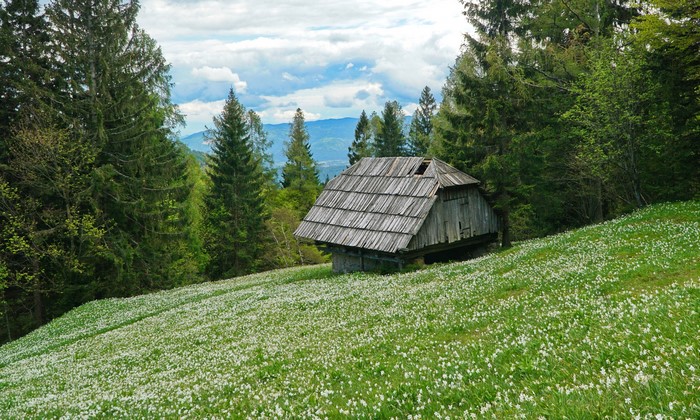 Wooden hut in a field of white flowers in the Alps