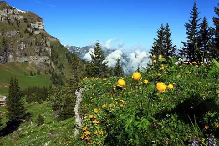 Yellow flowers on a mountain slope in Nidwalden, Switzerland