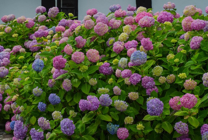 A bush of multicolor hydrangeas in bloom