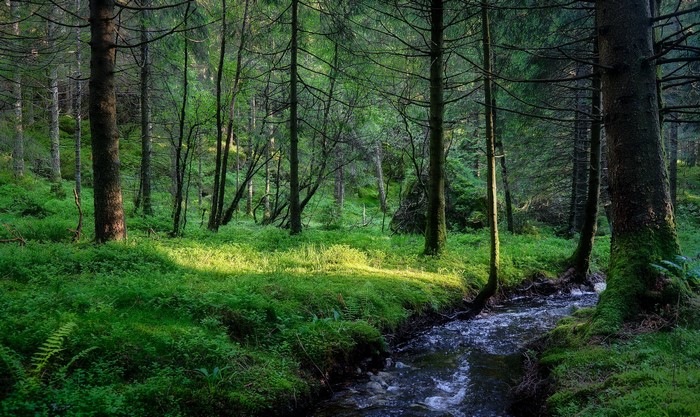 Serene Forest Stream in Norway